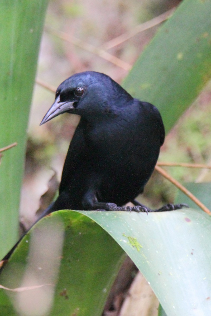 Jamaican Blackbird - ML157353411