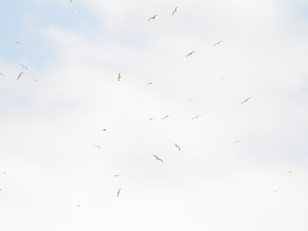 California Gull - Hauns Froehlingsdorf