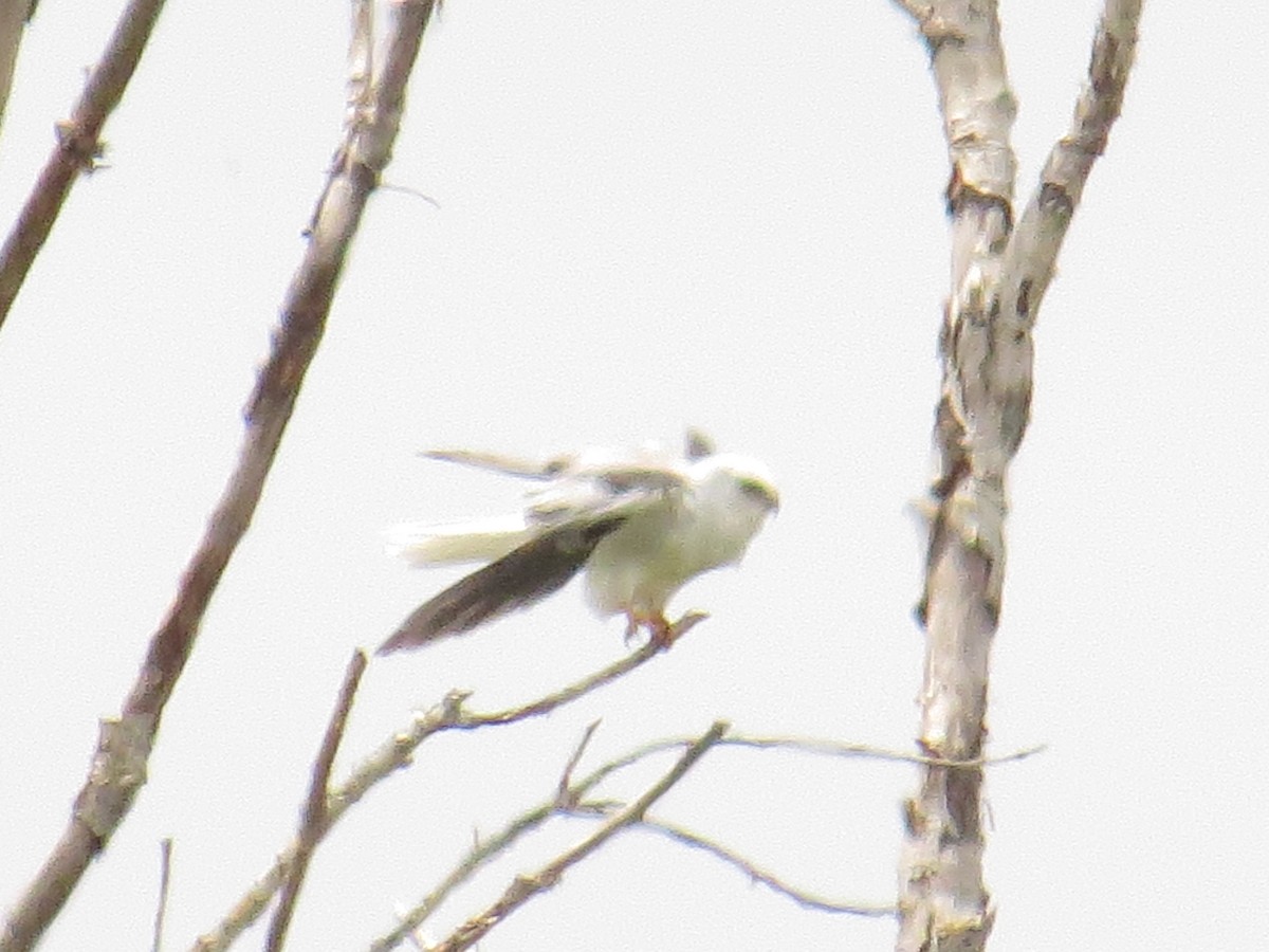 White-tailed Kite - Hauns Froehlingsdorf