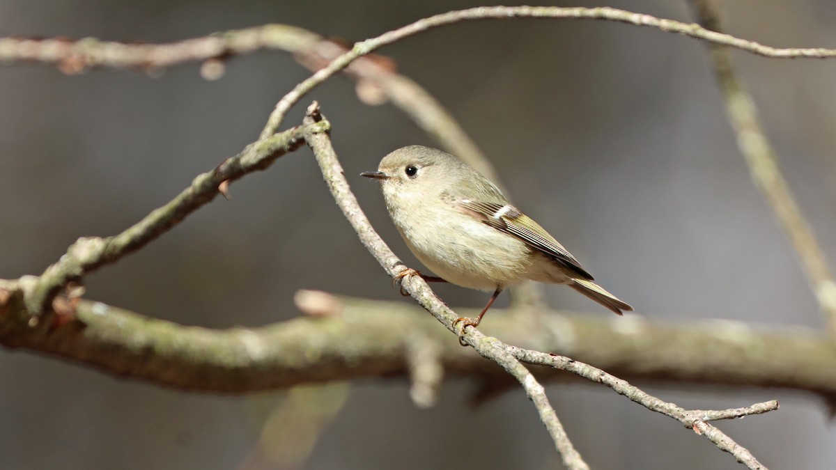 Roitelet à couronne rubis - ML157356161