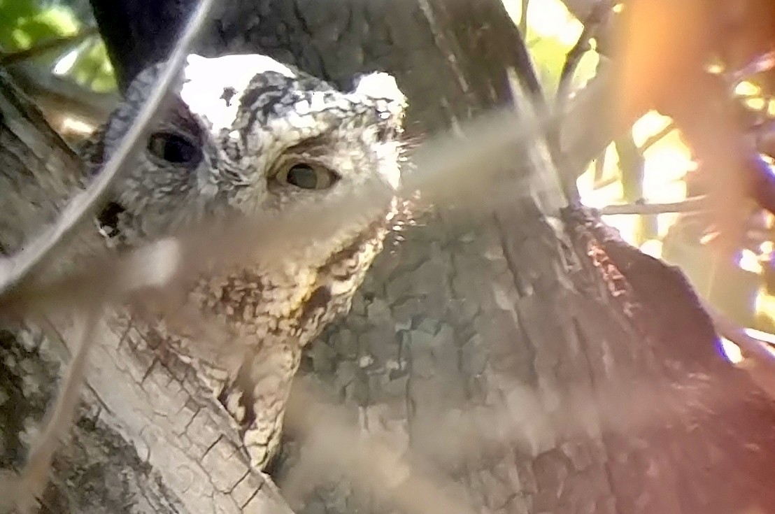 Whiskered Screech-Owl - ML157360011