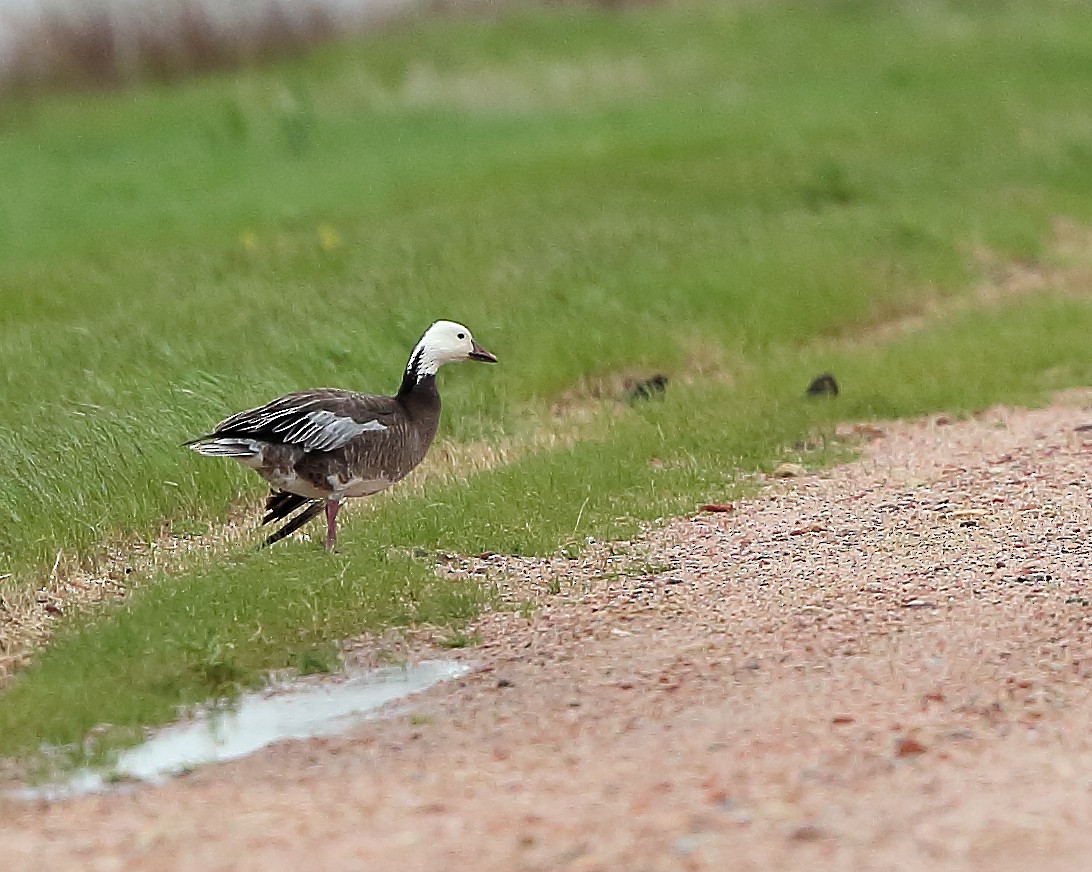 Snow Goose - ML157361511