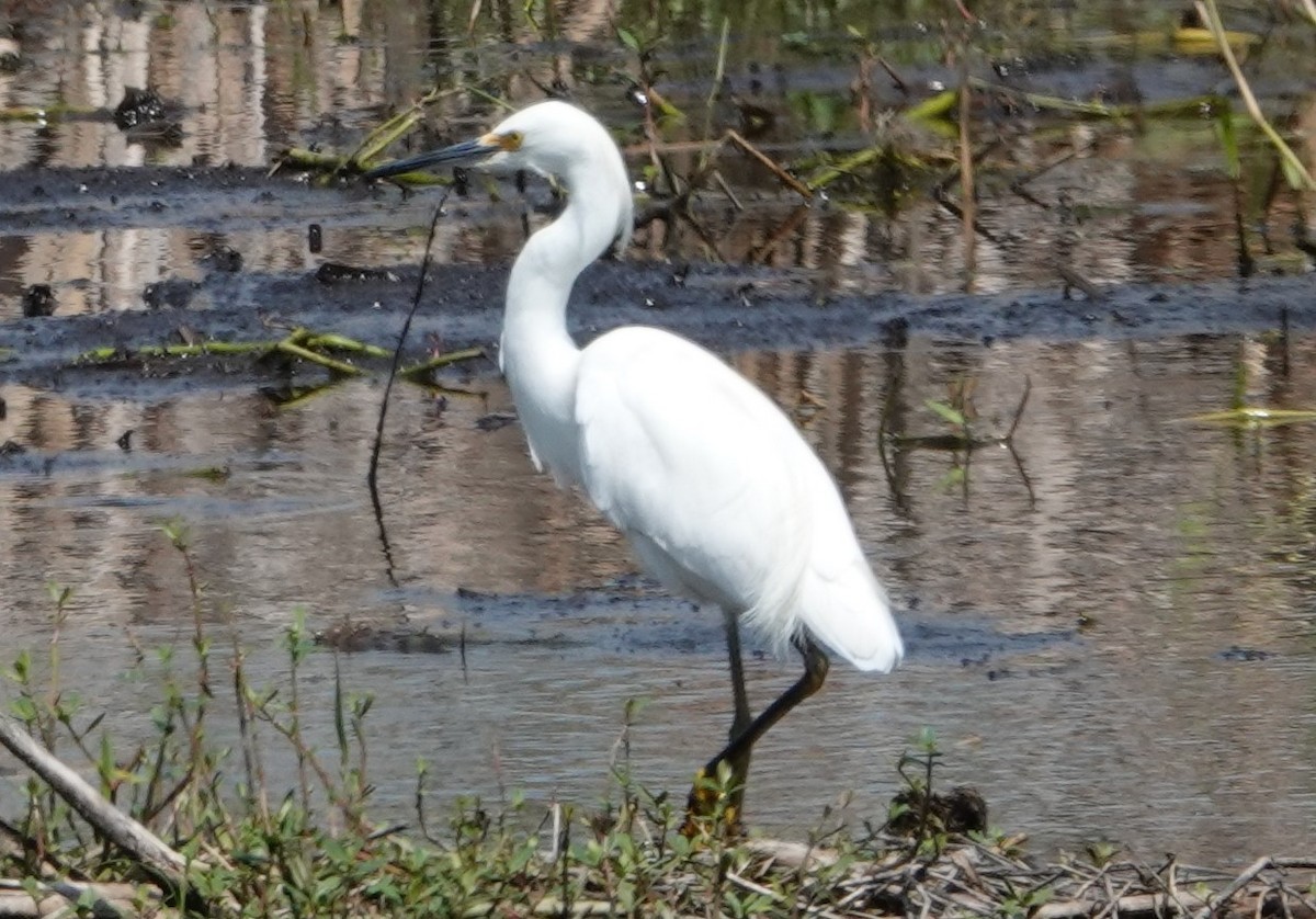 Snowy Egret - Chuck Hignite