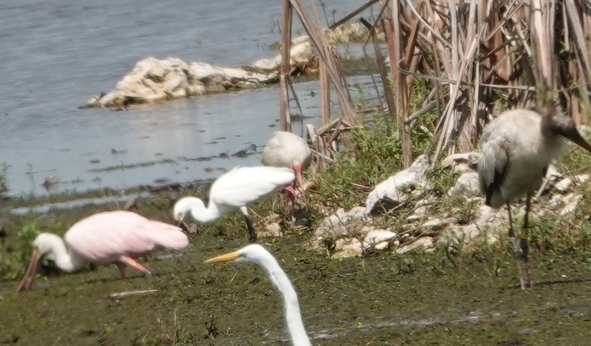 White Ibis - ML157362991