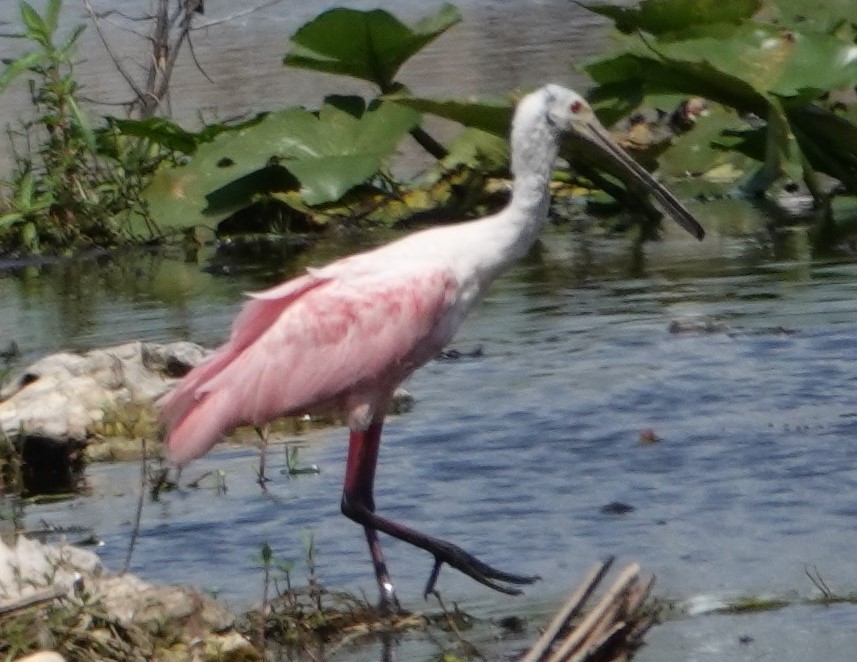 Roseate Spoonbill - ML157363291