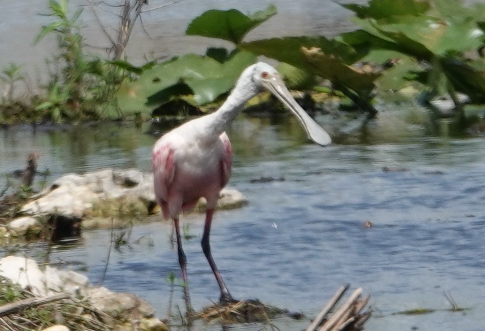 Roseate Spoonbill - ML157363301