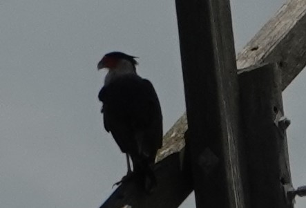 Caracara huppé (cheriway) - ML157363651