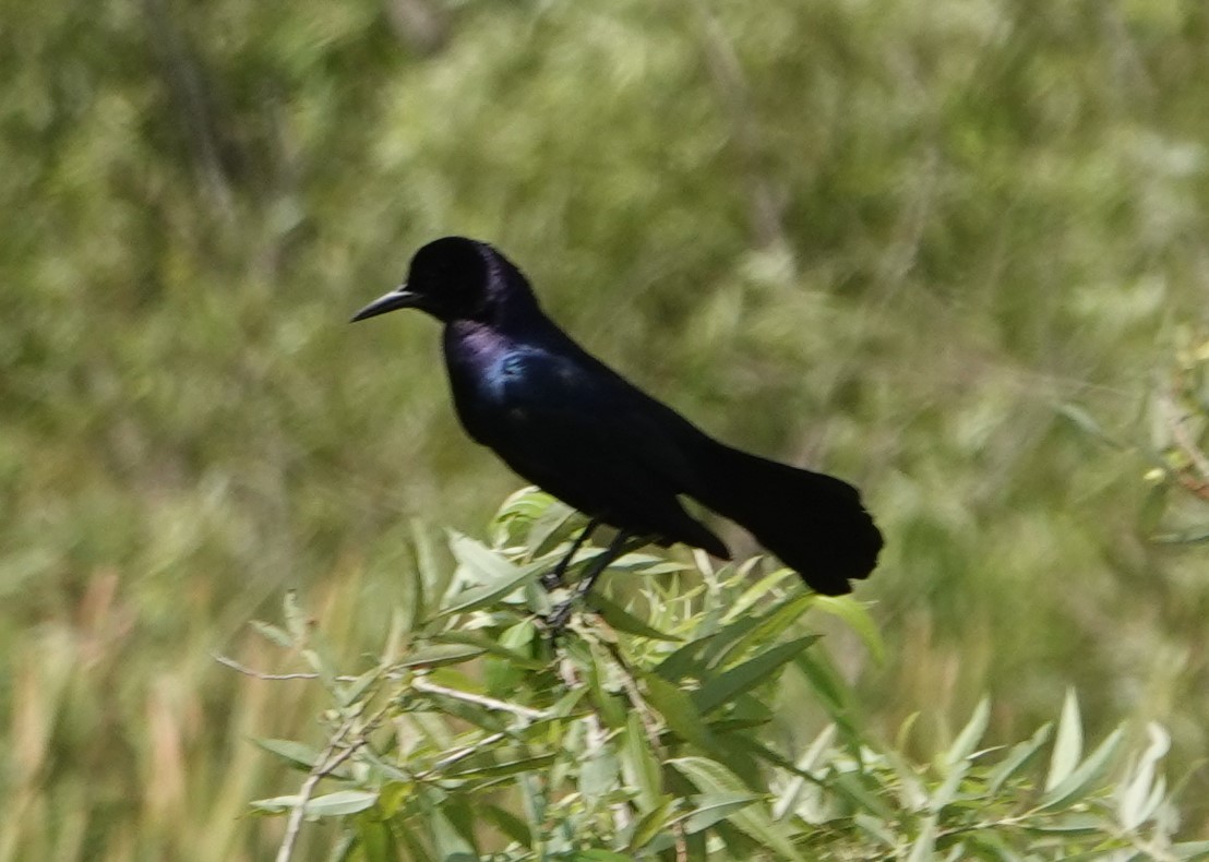 Boat-tailed Grackle - ML157363991