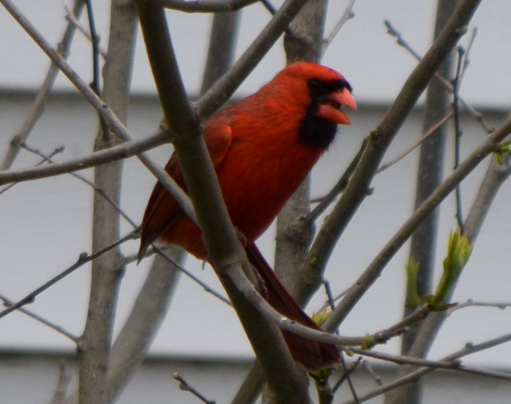 Cardinal rouge - ML157364801