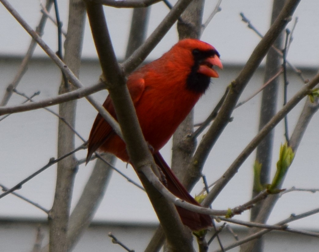 Northern Cardinal - ML157364801