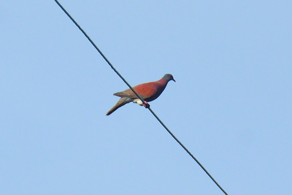 Pigeon rousset - ML157365401