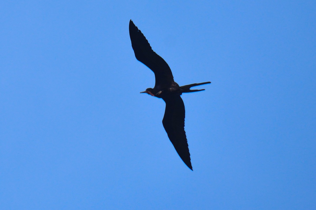 Magnificent Frigatebird - Luis F García Moreno