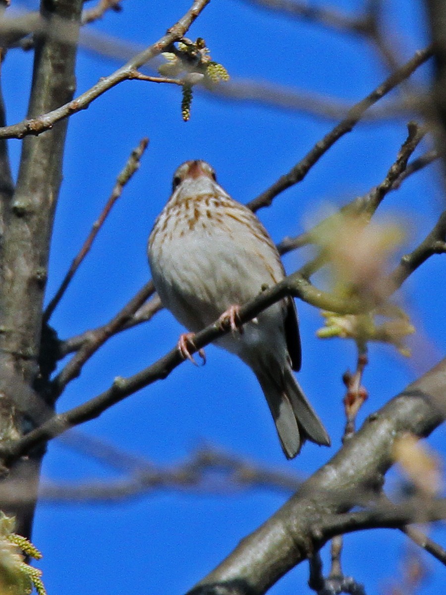 Vesper Sparrow - ML157367011