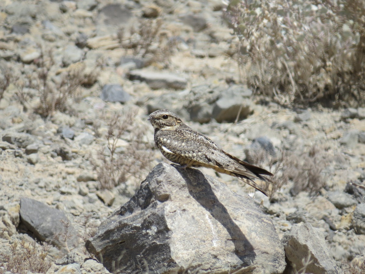 Lesser Nighthawk - ML157367921