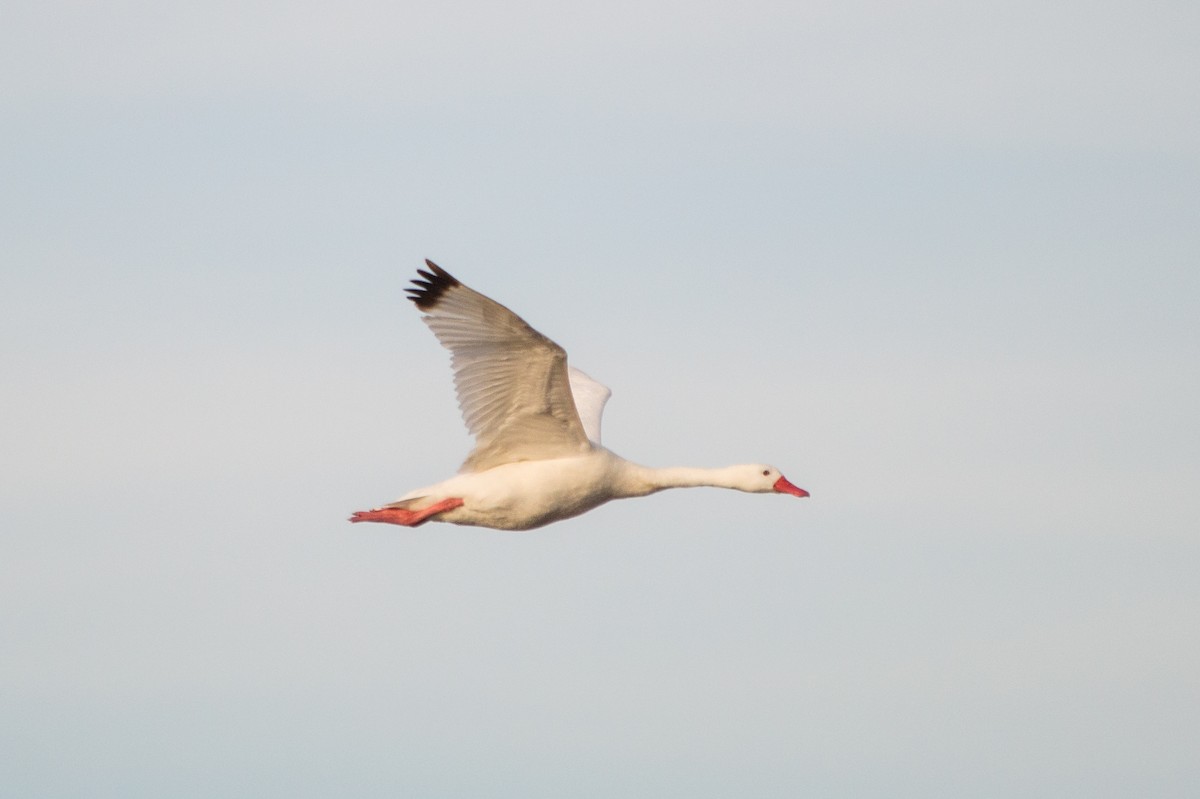 Coscoroba Swan - ML157368331