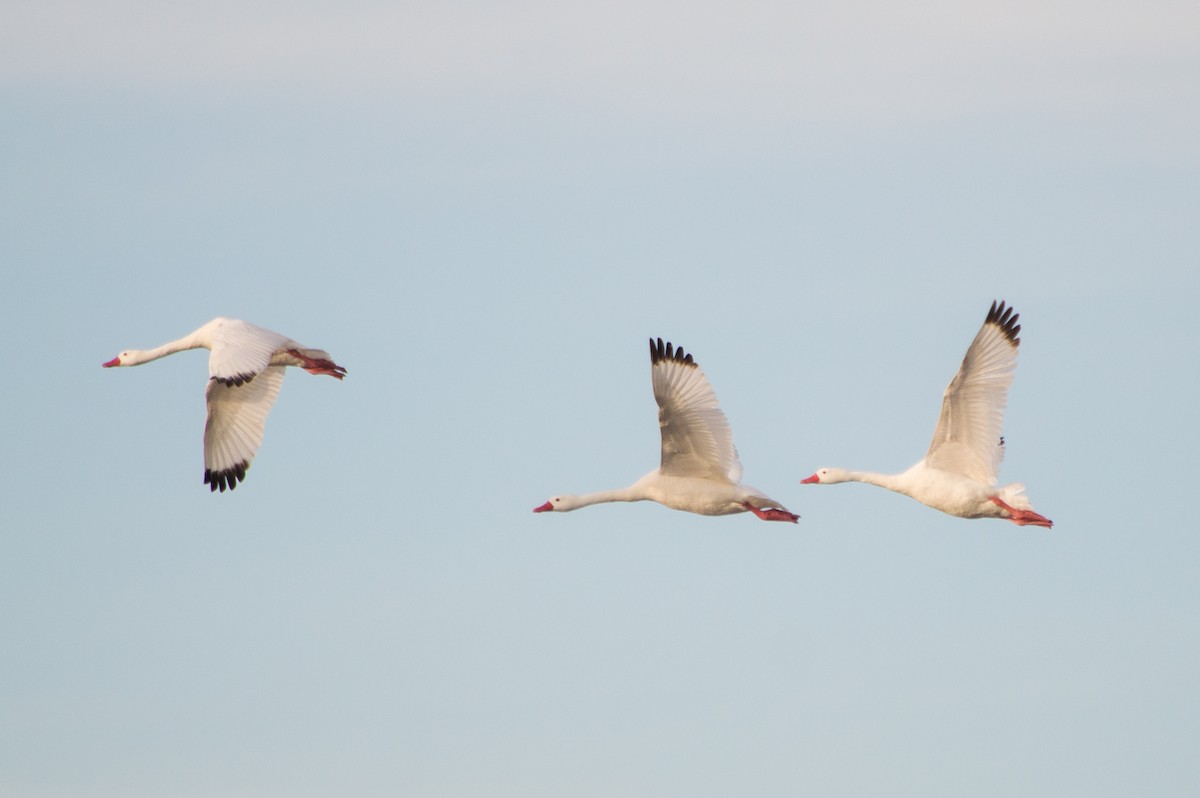 Coscoroba Swan - ML157368381