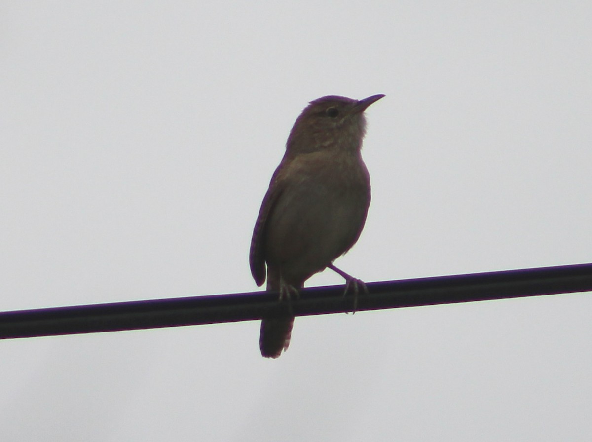 House Wren - ML157368801