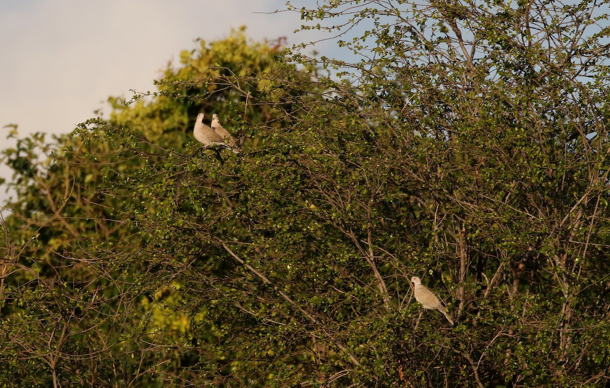 Eurasian Collared-Dove - Jay McGowan