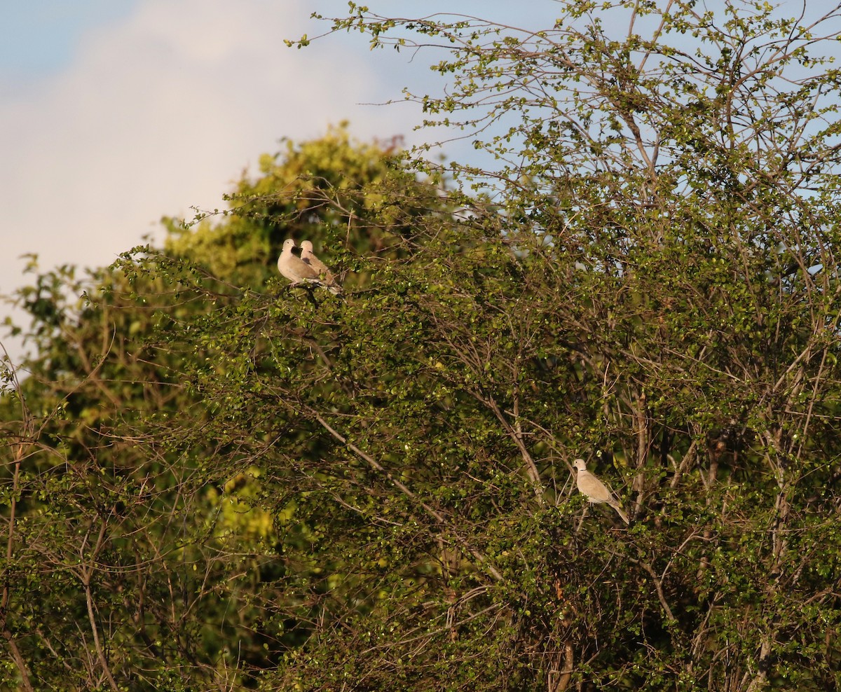 Eurasian Collared-Dove - Jay McGowan