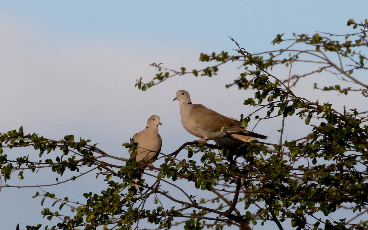 Eurasian Collared-Dove - Jay McGowan