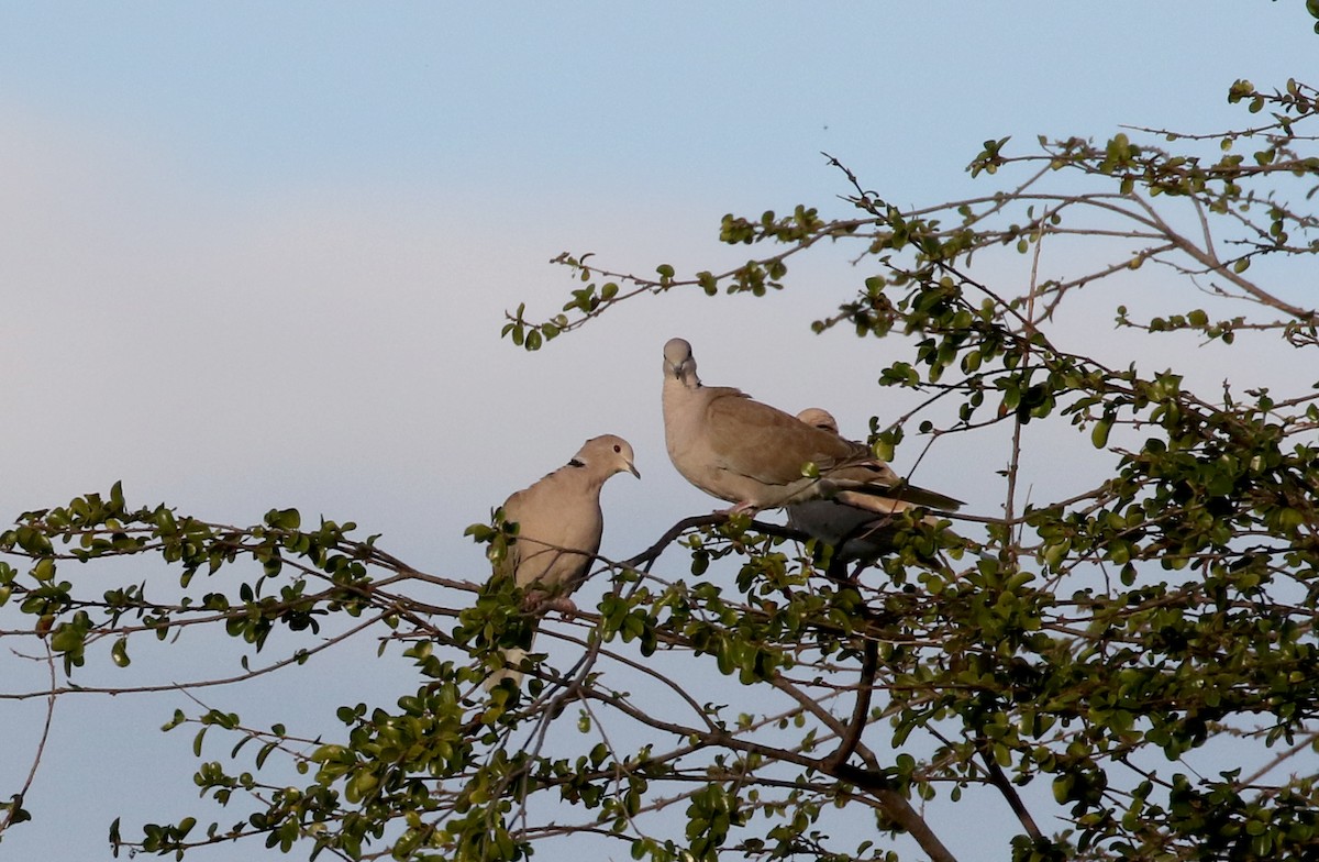 Eurasian Collared-Dove - ML157368971