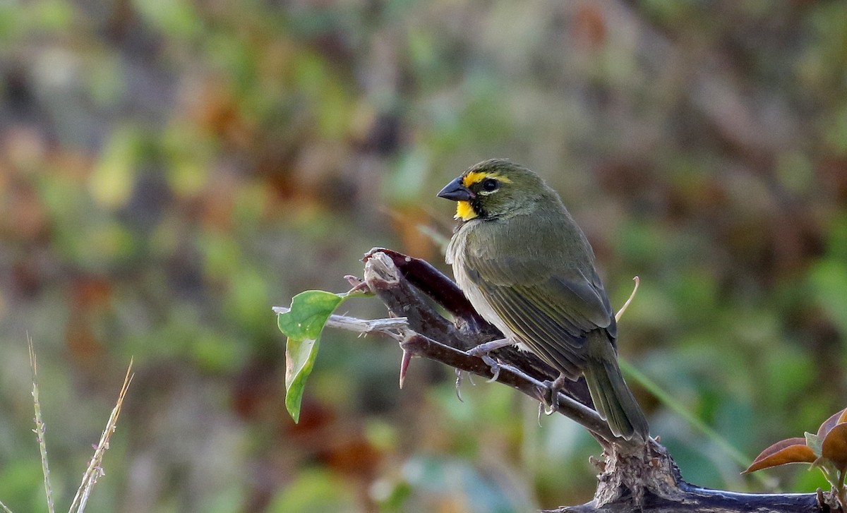 Yellow-faced Grassquit - Jay McGowan