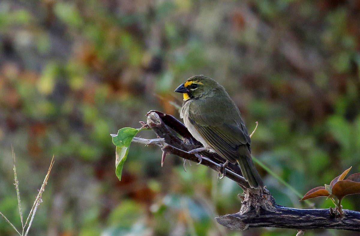 Yellow-faced Grassquit - Jay McGowan