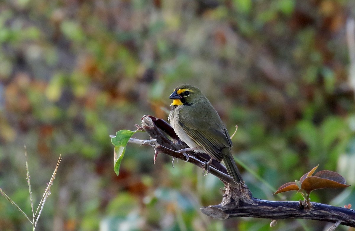 Yellow-faced Grassquit - Jay McGowan