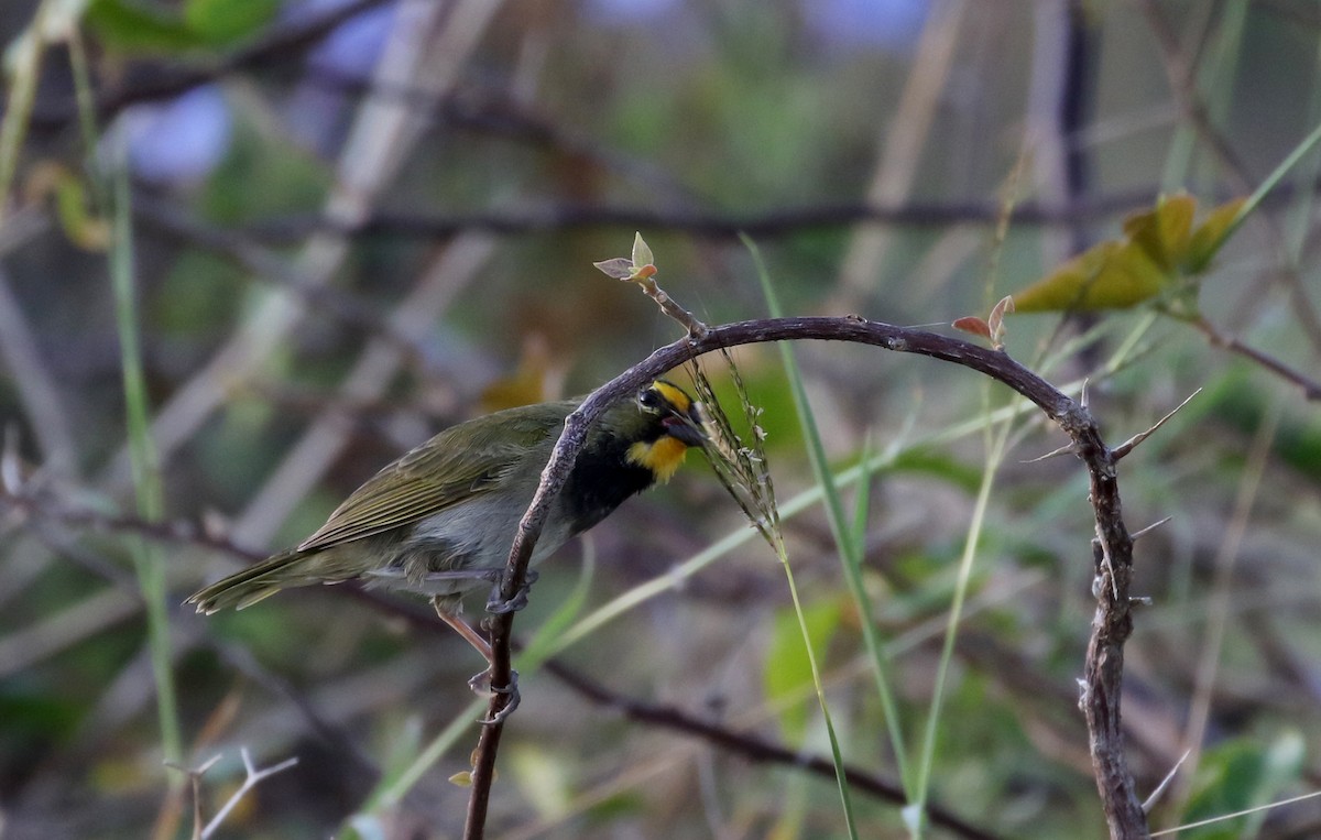 Yellow-faced Grassquit - Jay McGowan