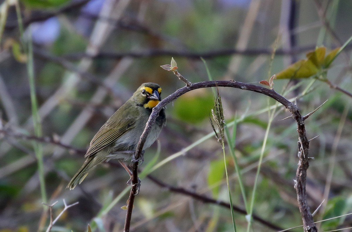 Yellow-faced Grassquit - Jay McGowan