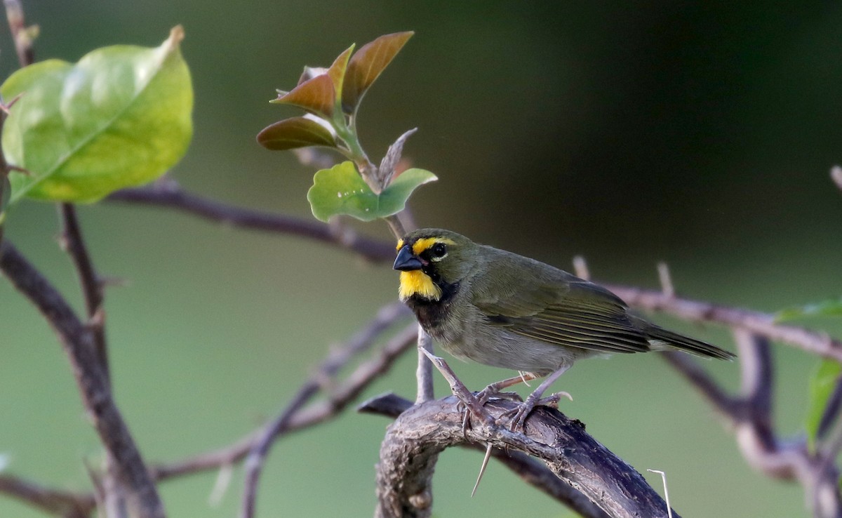 Yellow-faced Grassquit - ML157369361