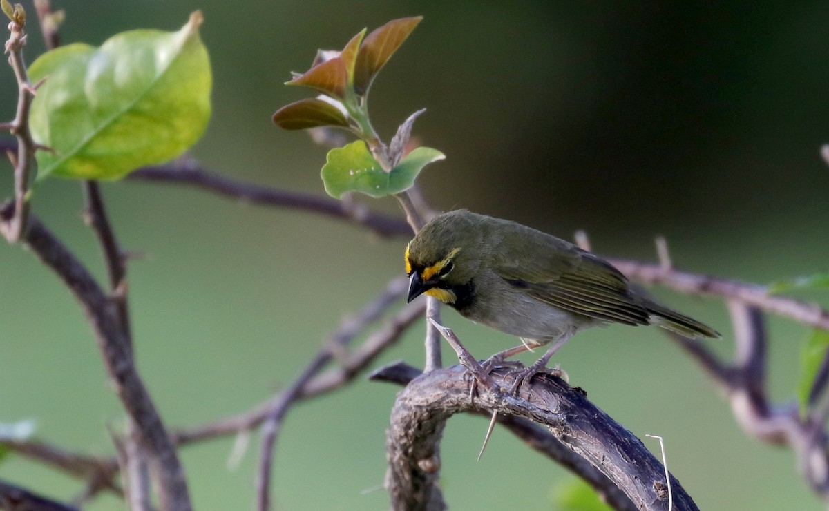 Yellow-faced Grassquit - ML157369371