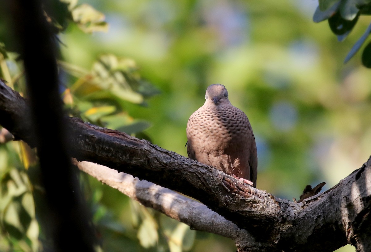 Common Ground Dove - Jay McGowan