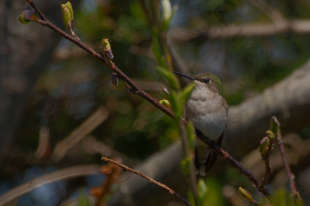 Ruby-throated Hummingbird - Rick Beaudon