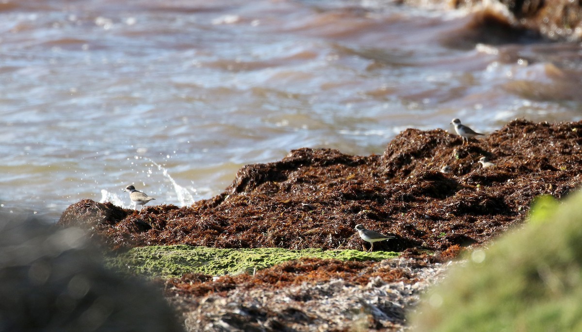 Semipalmated Plover - ML157371181