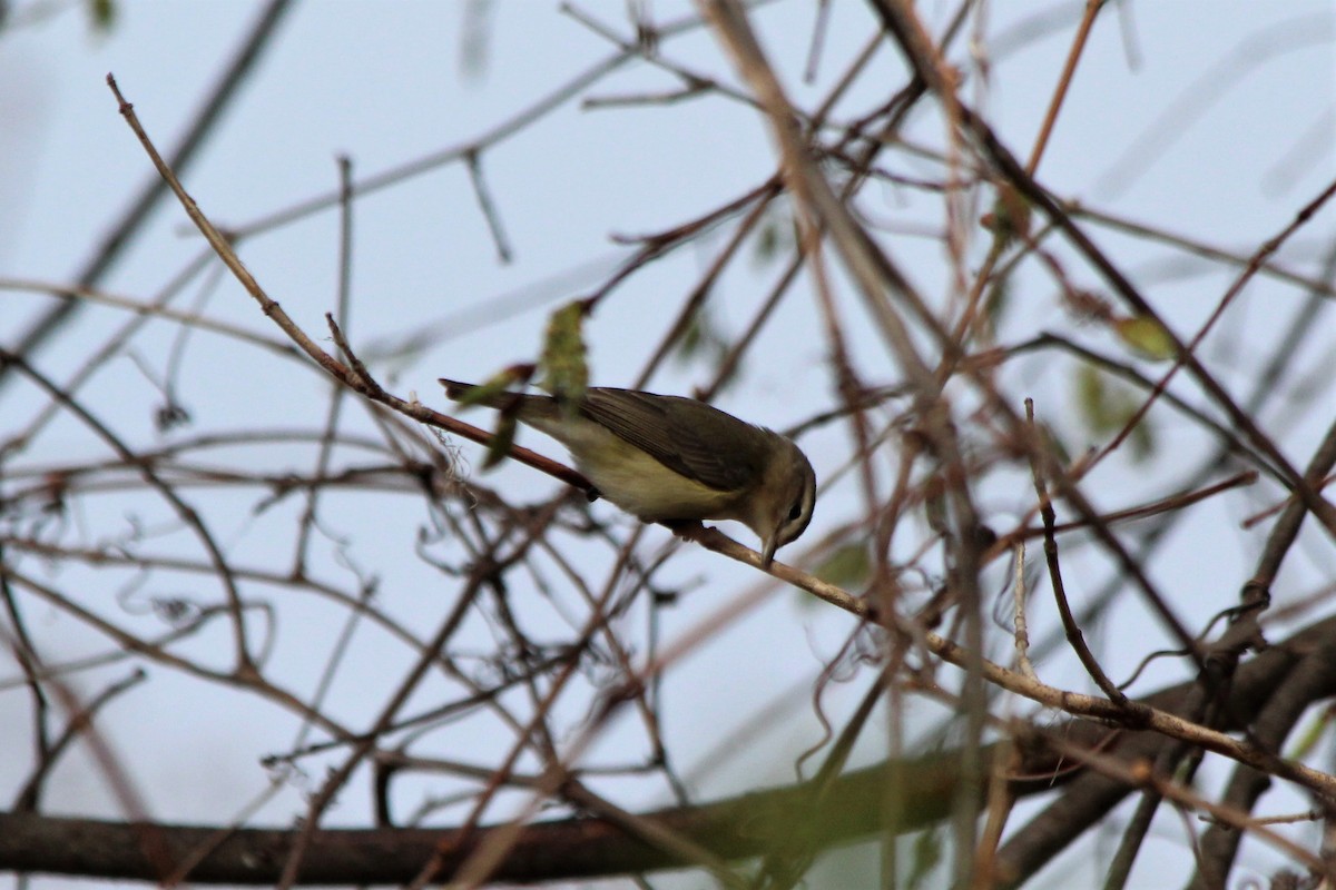 Philadelphia Vireo - ML157371381