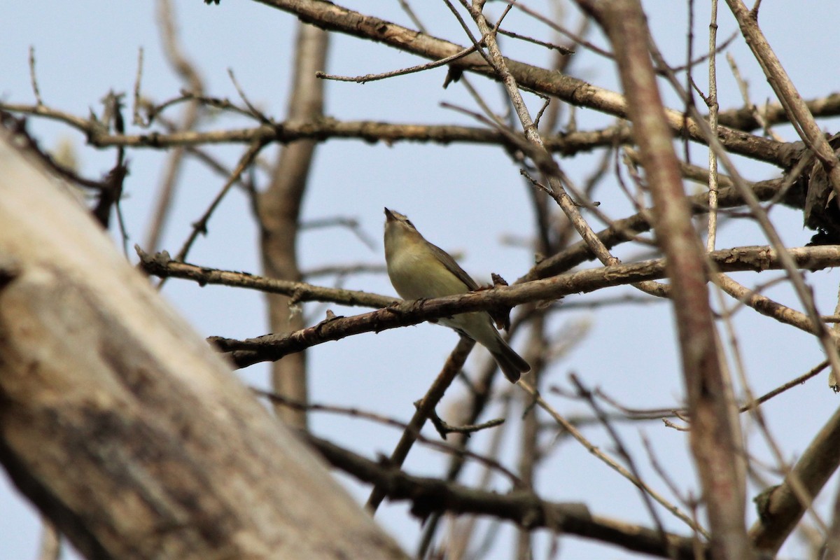 Philadelphia Vireo - Sharon Nethercott