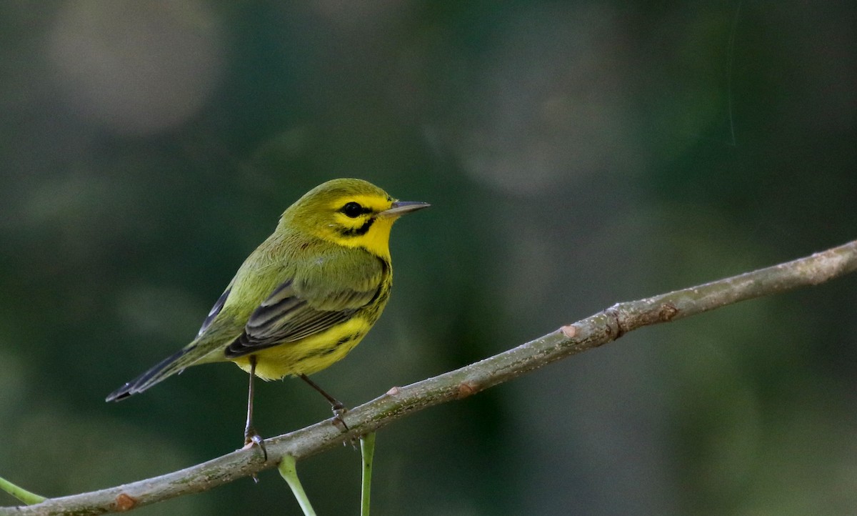 Prairie Warbler - ML157371941