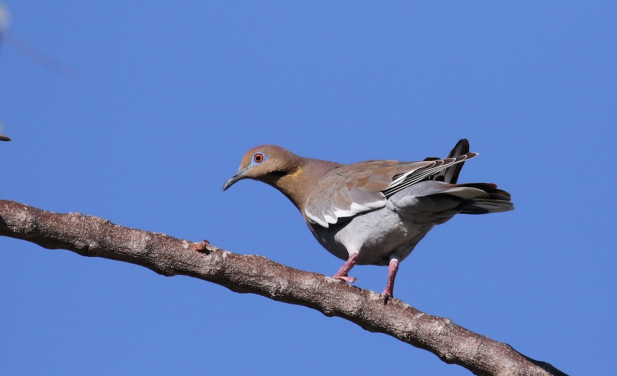 White-winged Dove - ML157372931