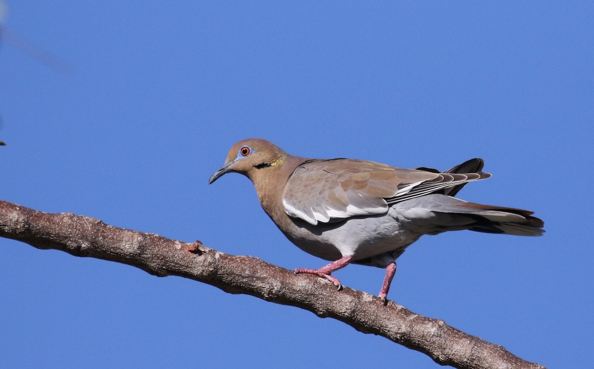 White-winged Dove - ML157372991