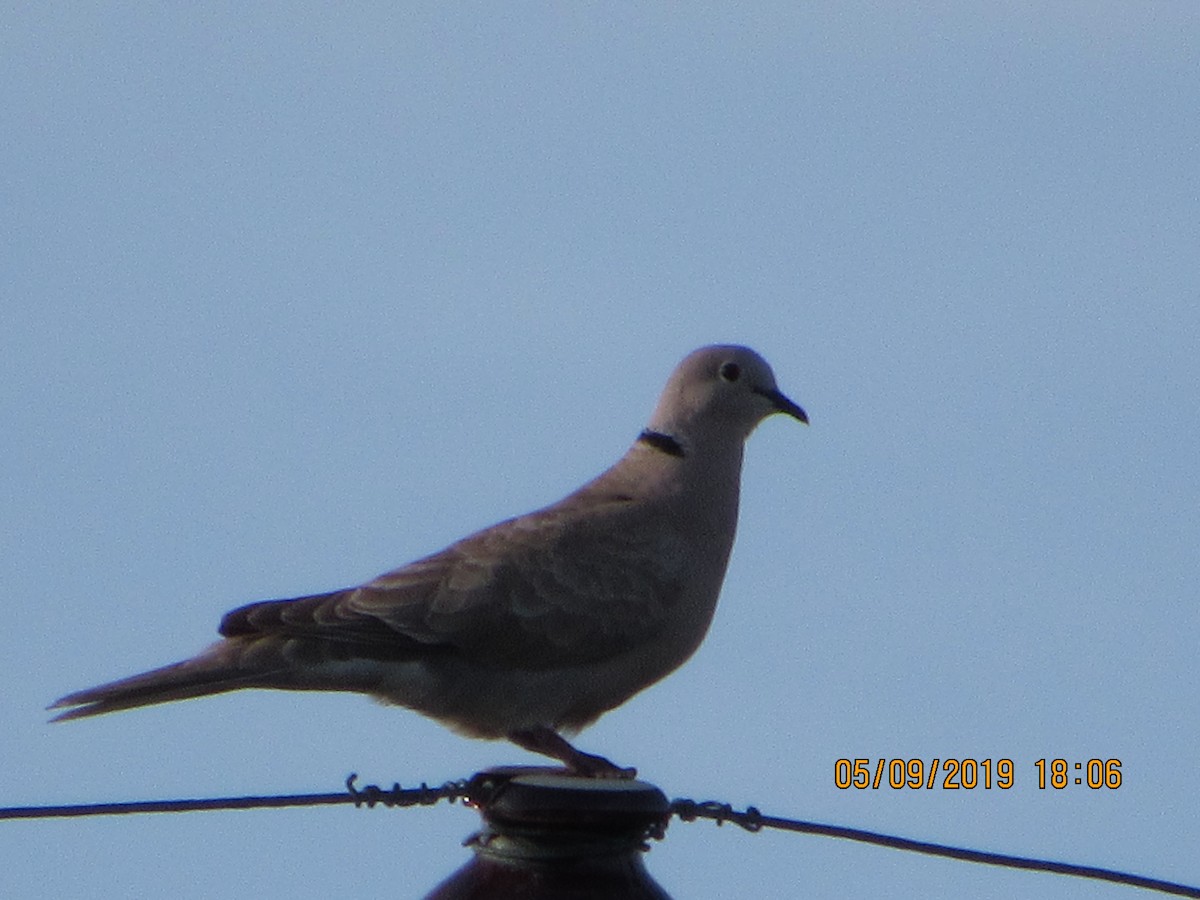 Eurasian Collared-Dove - Vivian F. Moultrie