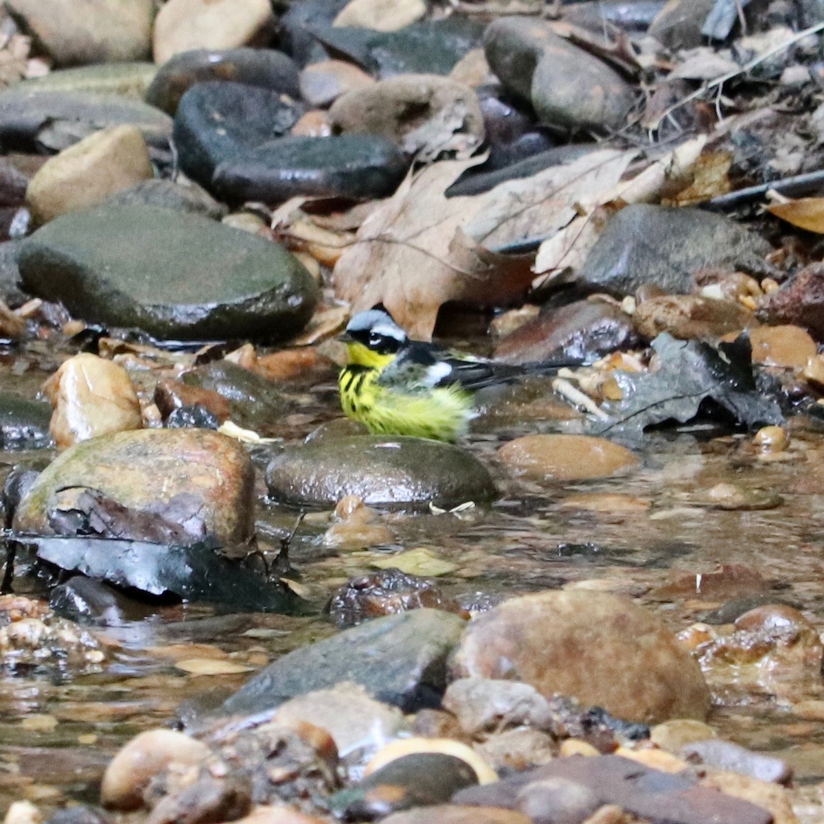 Magnolia Warbler - ML157377491