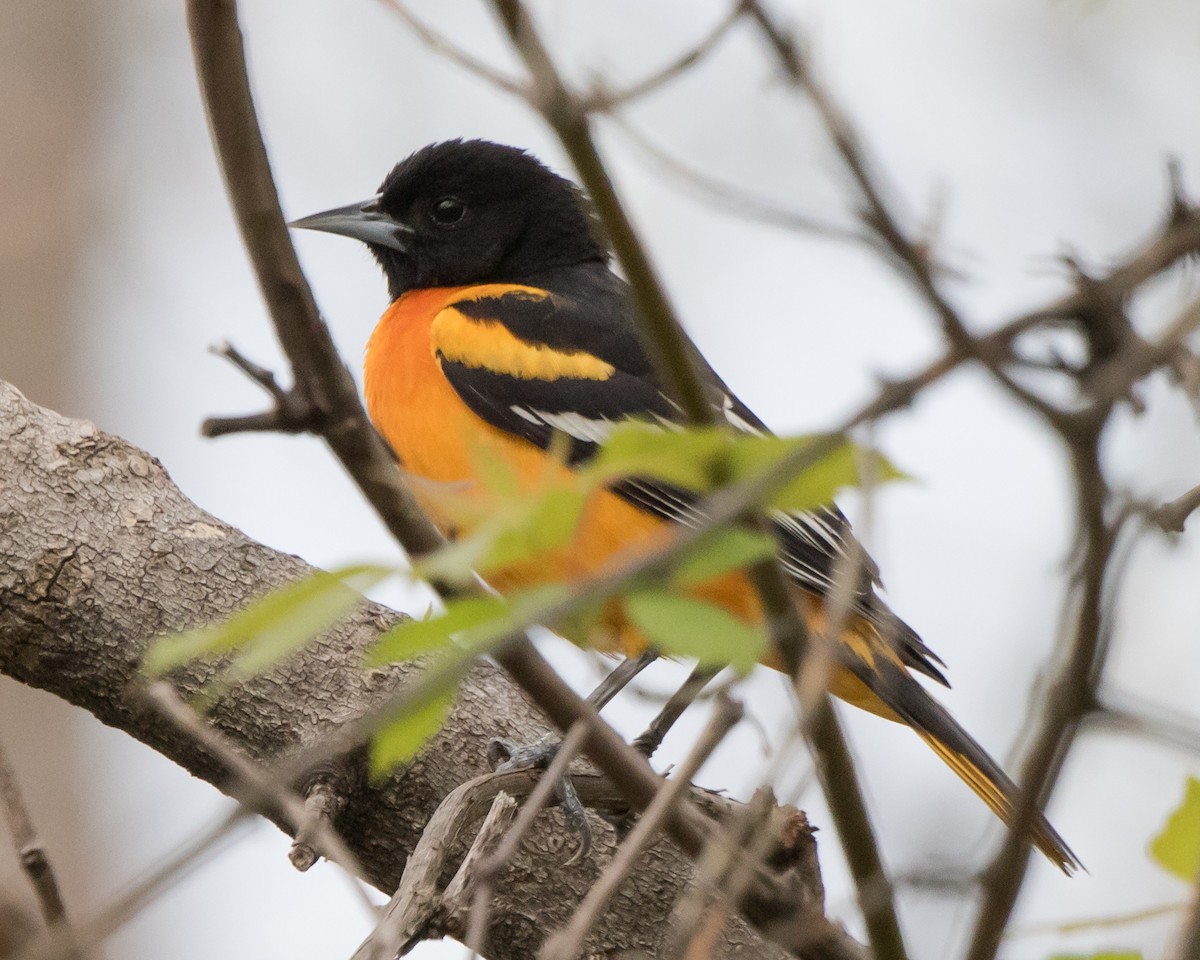 Baltimore Oriole - Jeff Stacey