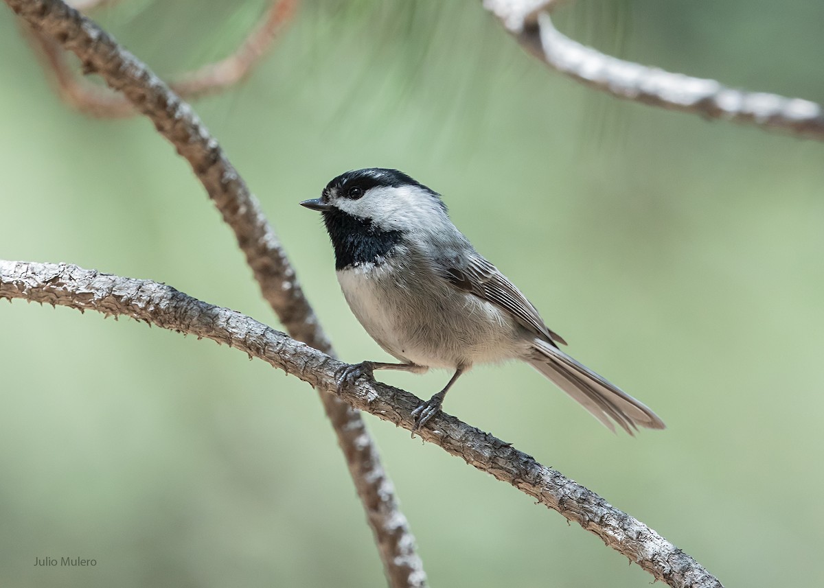 Mexican Chickadee - ML157379291