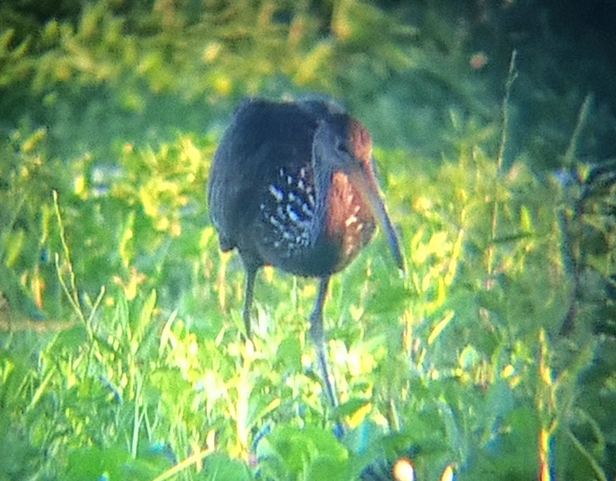 Limpkin - ML157380721