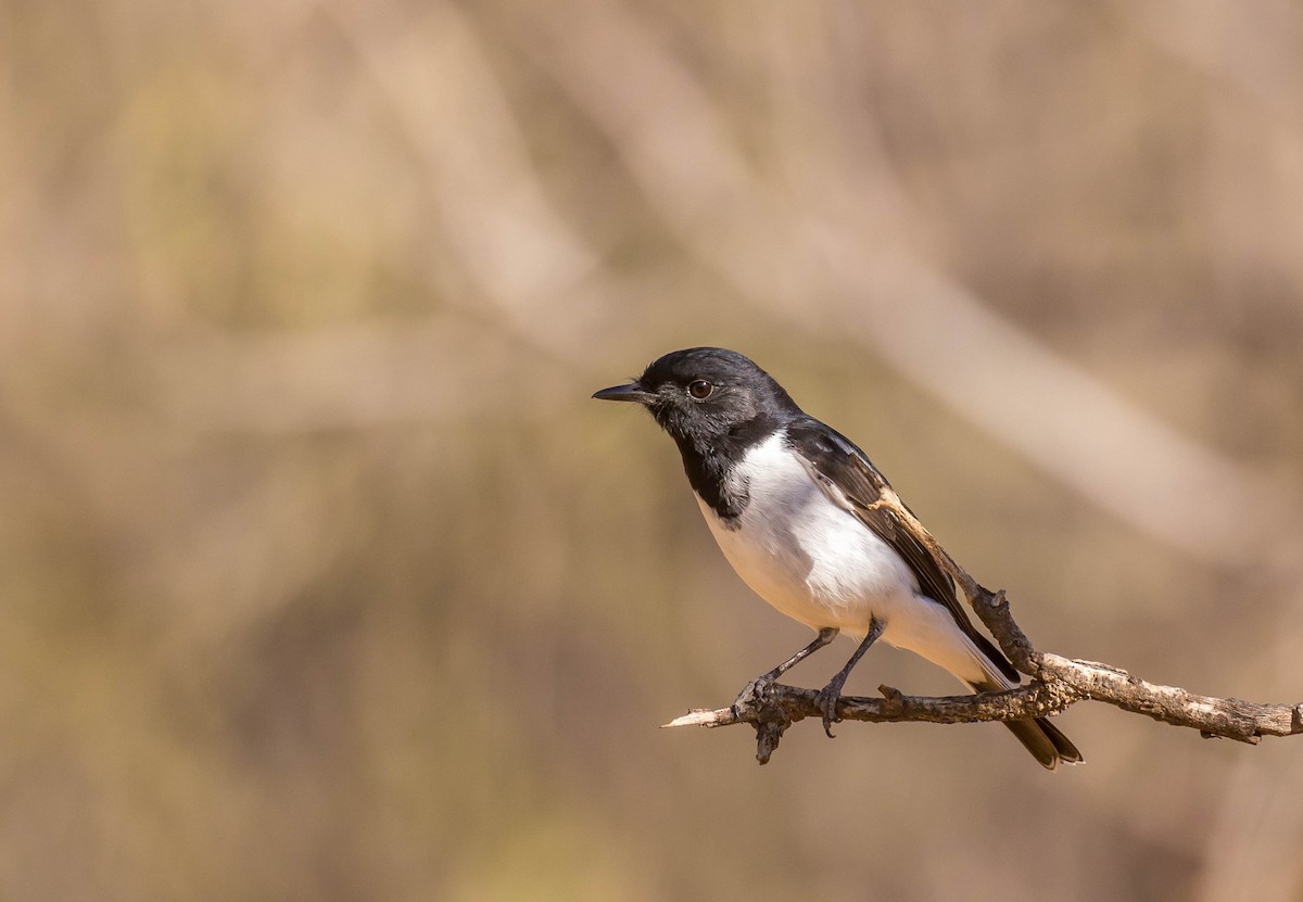 Hooded Robin - ML157380751