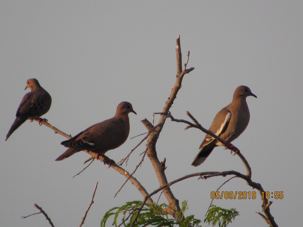 White-winged Dove - Vivian F. Moultrie