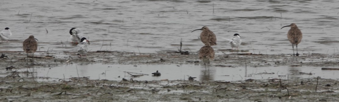 Regenbrachvogel - ML157383051