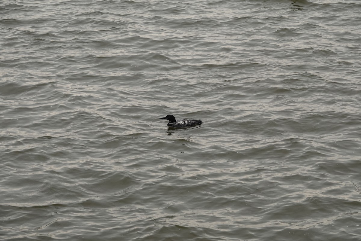 Common Loon - ML157383641