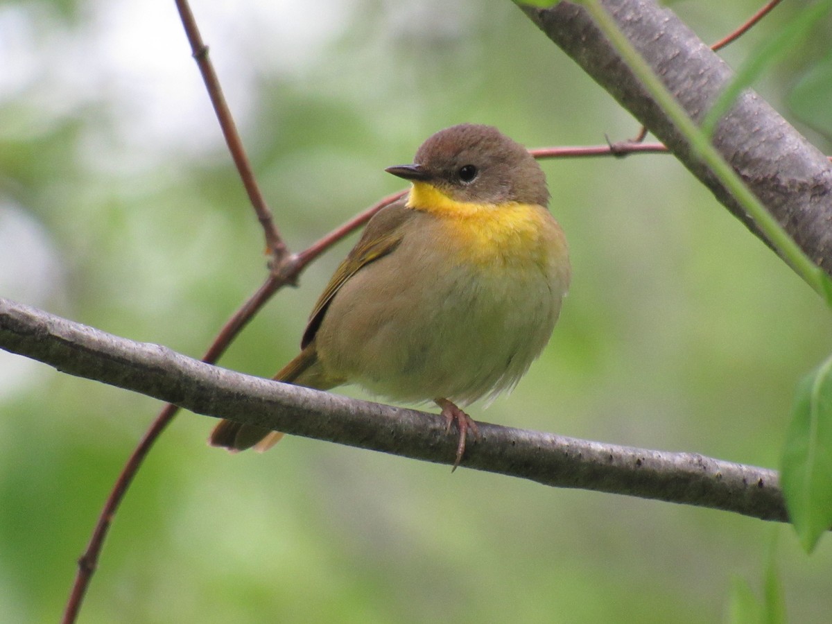 Common Yellowthroat - ML157384181
